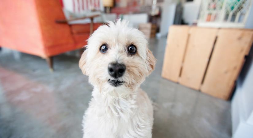 8 biztos jel, hogy szeret a kutyád – Így mutatja ki a gazdi felé