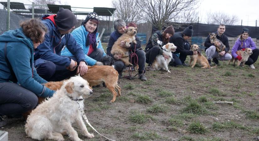 A Szabadegyházáról kimentett kutyákat rehabilitálja a Herosz (galéria)