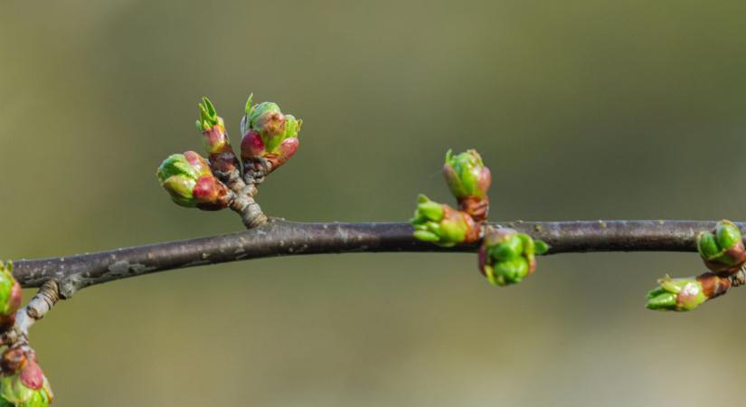 Bújj, bújj, zöld ág! – holnap 15 fokig is melegedhet az idő