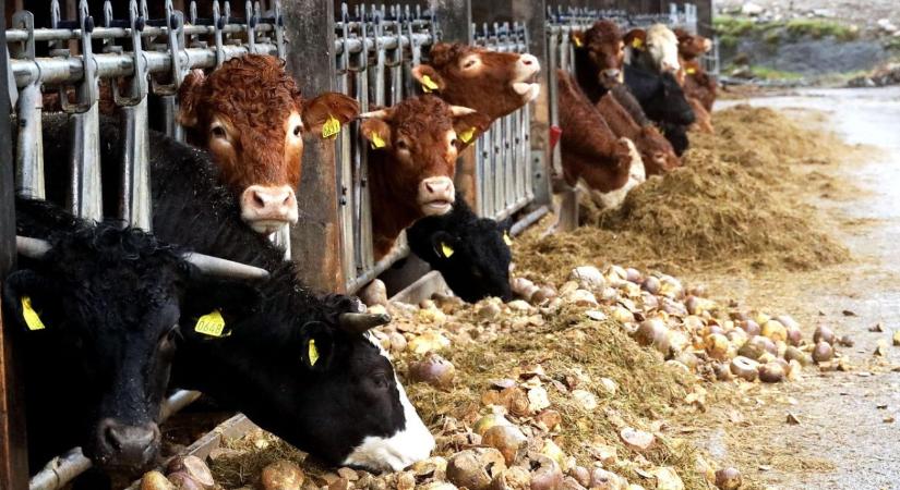 Istálló szellőzés februárban – párakezelés huzat nélkül