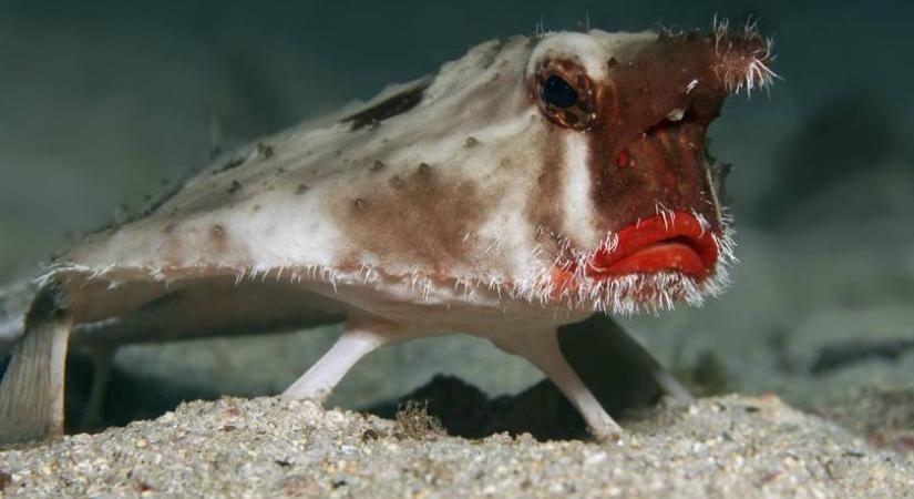 Te felismered, milyen állat van a képen? 6 kérdéses kvíz a természet díváiról