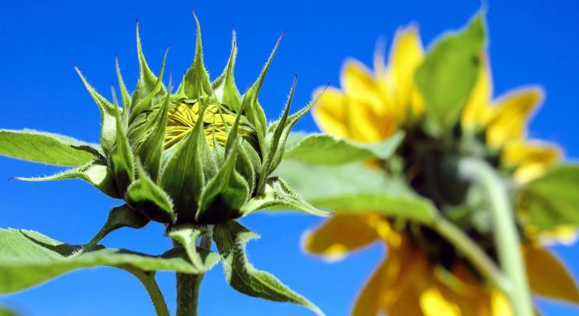 Láthatatlan veszély a napraforgóban: fitoplazmák a szántóföldön