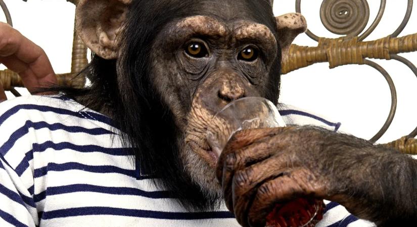 Egyetlen délután alatt pokollá vált az élete: a nő, aki túlélte a csimpánz-támadást és új arcot kapott