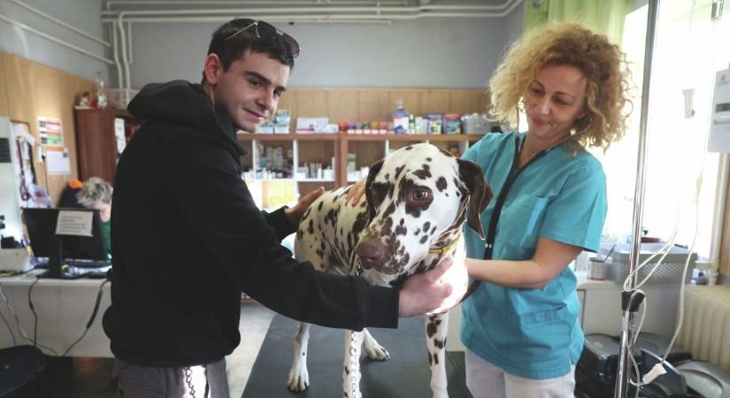 Ezen a honlapon lesznek elérhetők a kecskeméti állatorvosi ügyelet információi