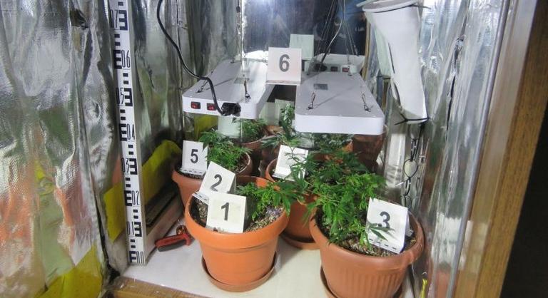 Lebukott a „zugkertész”: ruhásszekrényben nevelt kendert egy mezőkovácsházi férfi