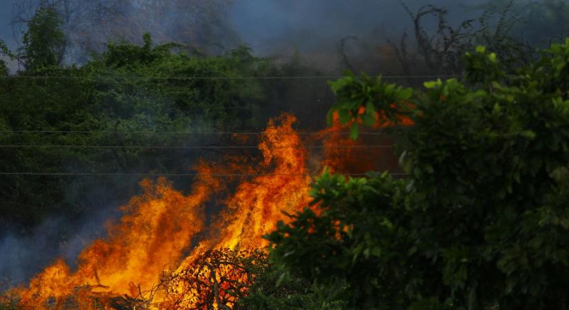 Visszafordíthatatlan veszteség? Miért nem nő ki az erdő ott, ahol egyszer már leégett?