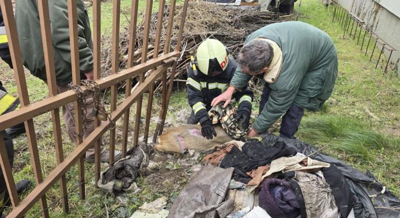 Vaskapu ejtette csapdába a kis őzet, tűzoltók siettek a segítségére