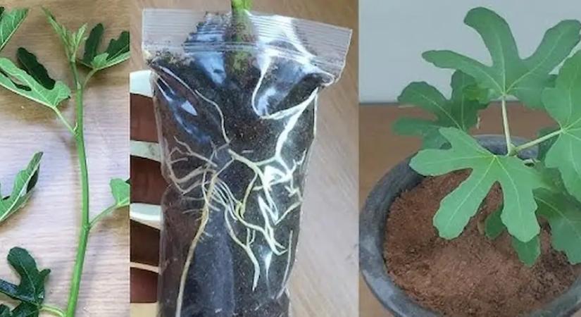 Elérkezett az idő: most szaporítsd a fügét, mutatjuk, hogyan