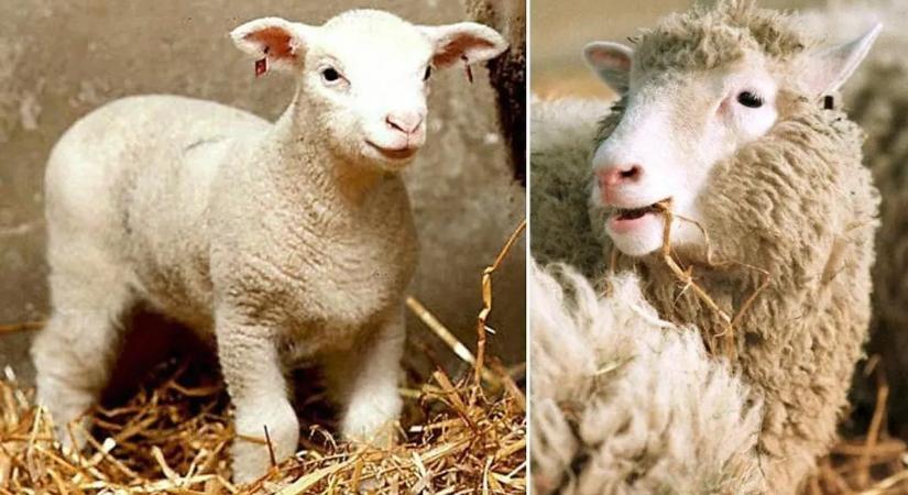 Dolly, a klónozott bárány, aki örökre megváltoztatta a tudományt