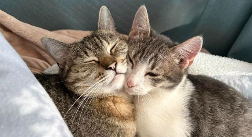 Dorombolástól hangos a közösségi oldalunk – így ünnepeltük a Macskák Világnapját