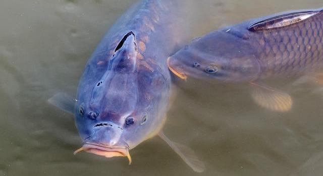 Halastavak természetiérték-fenntartó szerepének támogatása a „TÓGAZDA” Halászati Zrt-nél”