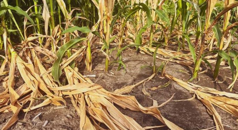 Kiszáradó bolygó: a vízcsőd korszakába léptünk