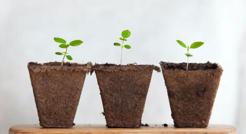 4 nap után a saját termést ehetjük, mi mégis inkább a boltban vesszük 8 ezerért kilóját