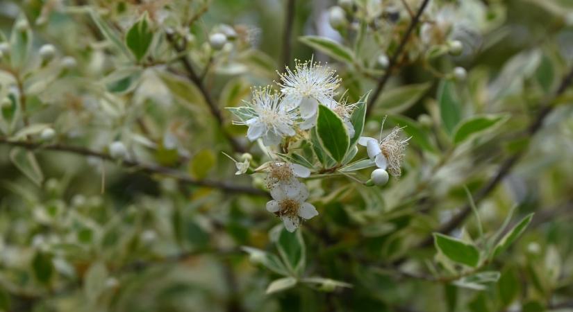 Ma, február 23.: Alfréd és Mirtill névnapját ünnepeljük – Milyen személyiséget takar a nevük?