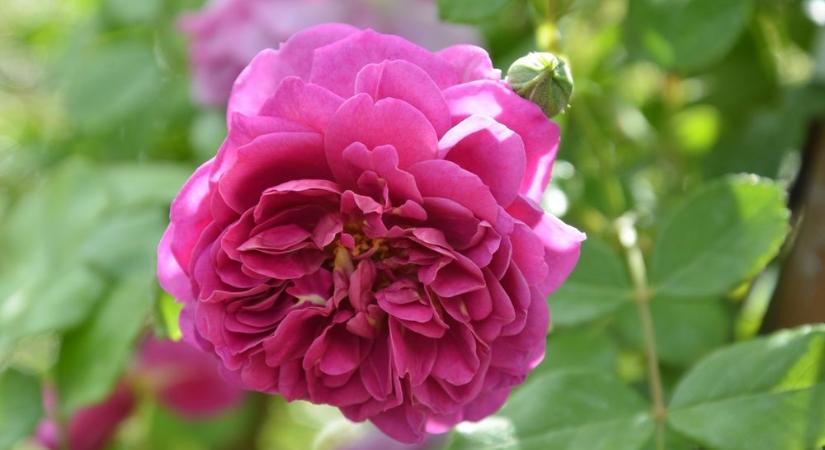 Egy kislány kilenc éve él név nélkül