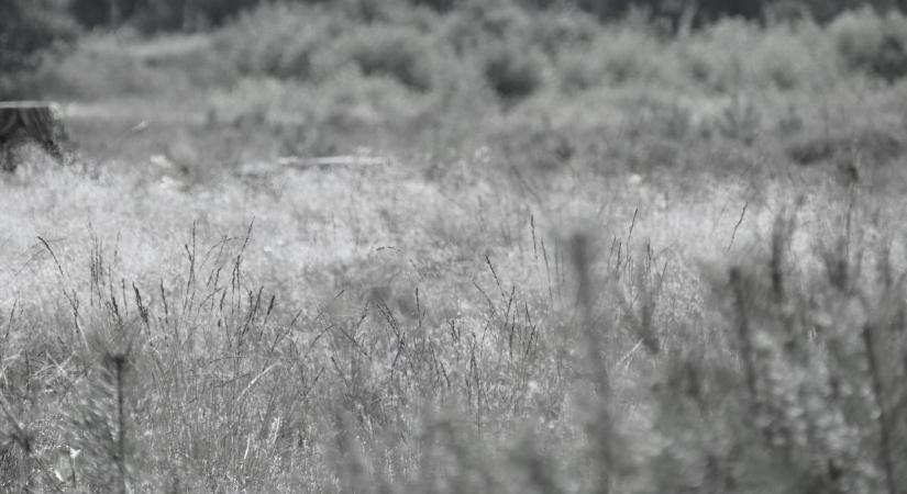 Bestiális gyilkosság Tiszavasváriban: a gyárral szemben ölték meg az asszonyt