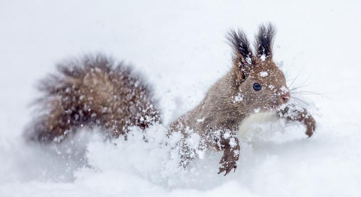 Nincs is aranyosabb ennél a hóban úszó mókusnál