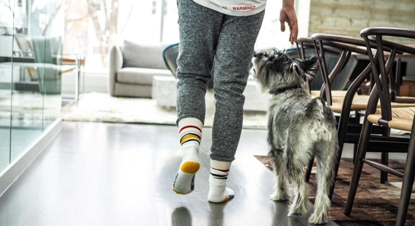 A kutyád állandóan követ és veled van? Sokat árthatsz neki, ha sosem hagyod egyedül!