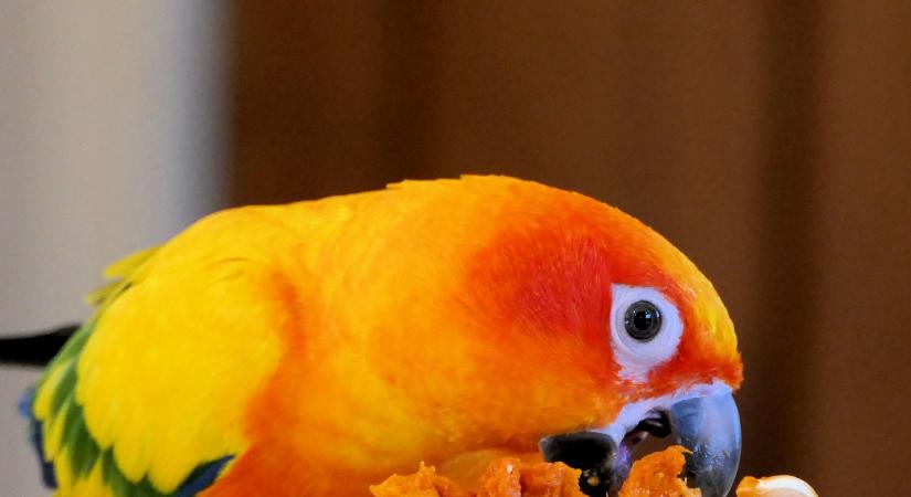 Annyi fehérje van benne, mint a legjobb sajtban és feleannyiba kerül, mi az?