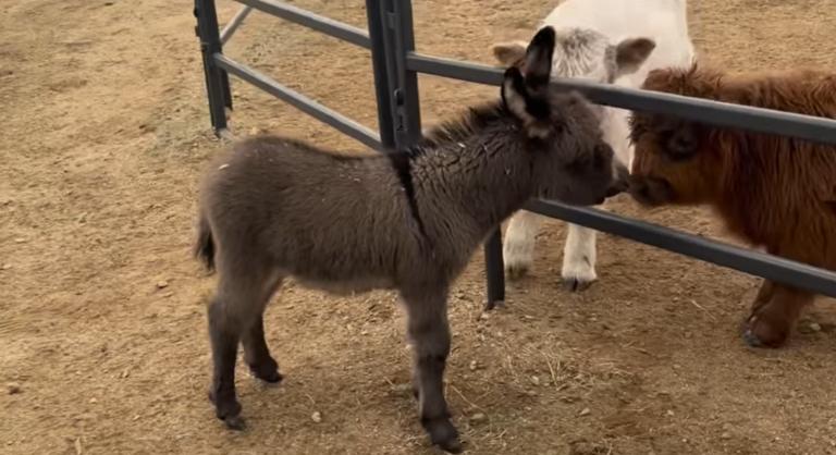 A legfagyosabb szív is megolvad a miniatűr skót tehenek és a szamárcsikó találkozásától