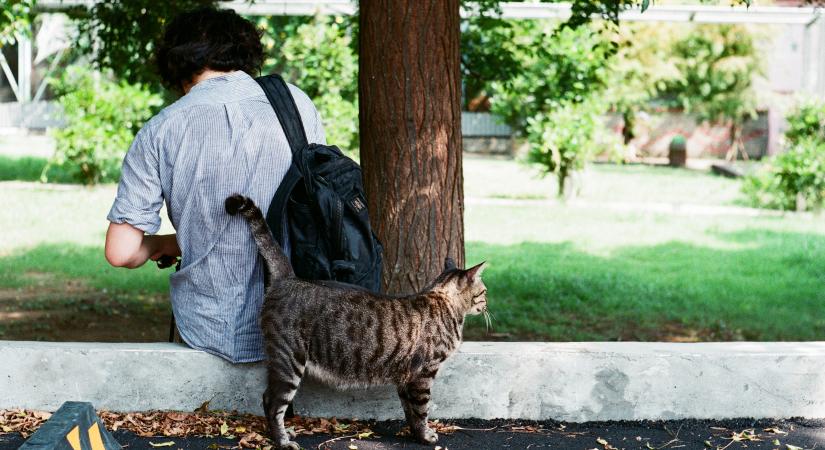 1600 macskának nyújt védelmet egy egyetem kampusza a libanoni háborúk elől