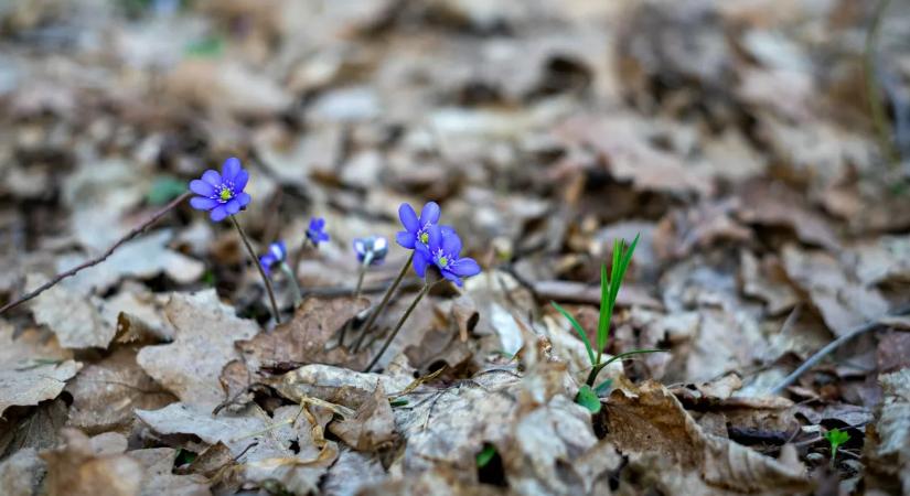 Teljesen megbolondul az időjárás - mutatjuk, mi vár ránk