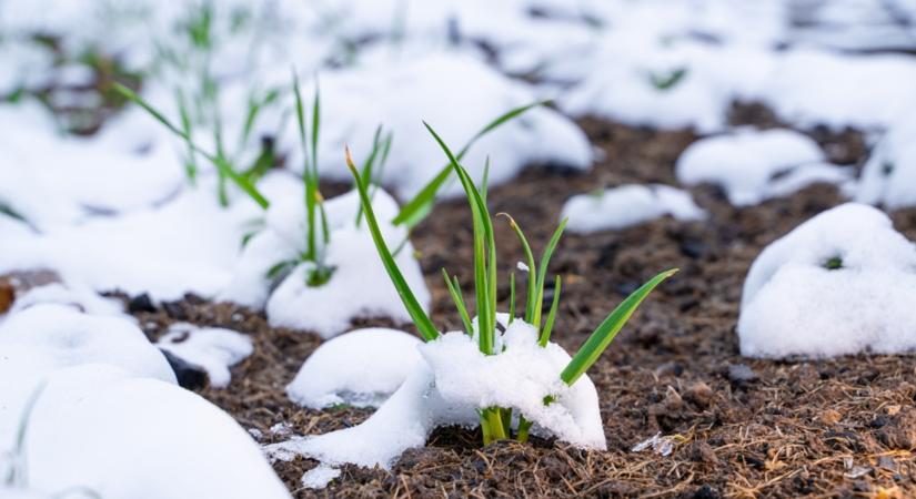 Először lesz veteményesed? Segítünk, hogy elkerüld a hibákat és könnyedén legyen bőséges termésed!