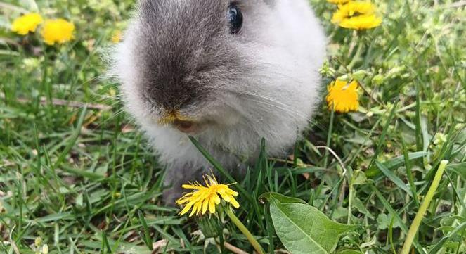 Az agresszív kisnyuszi