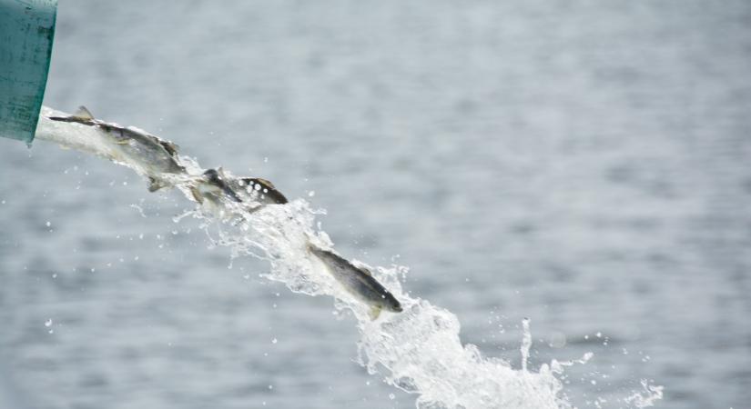 Figyelmeztetik a magyar horgászokat! Ha itt pecázol, erről tudnod kell