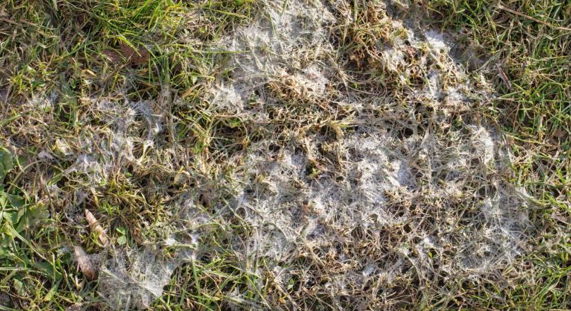 Burjánzik a kertek néma gyilkosa: a spórái rád is veszélyesek lehetnek