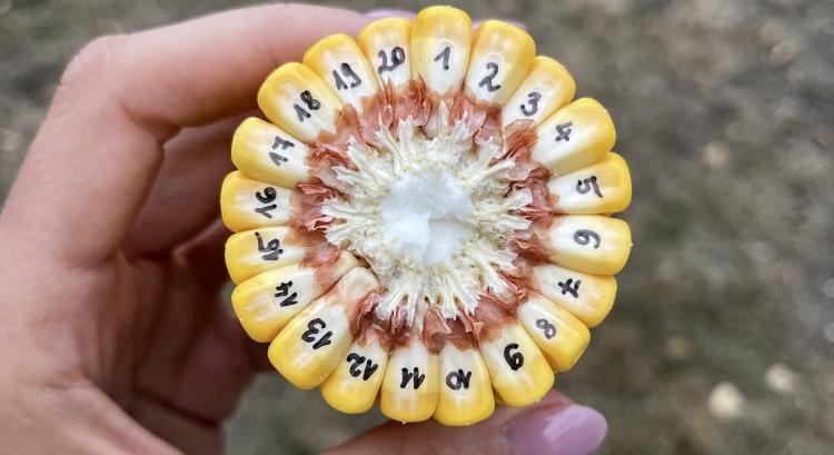 SAATEN-UNION-kukoricahibridek: szélsőségek közt is stabilan