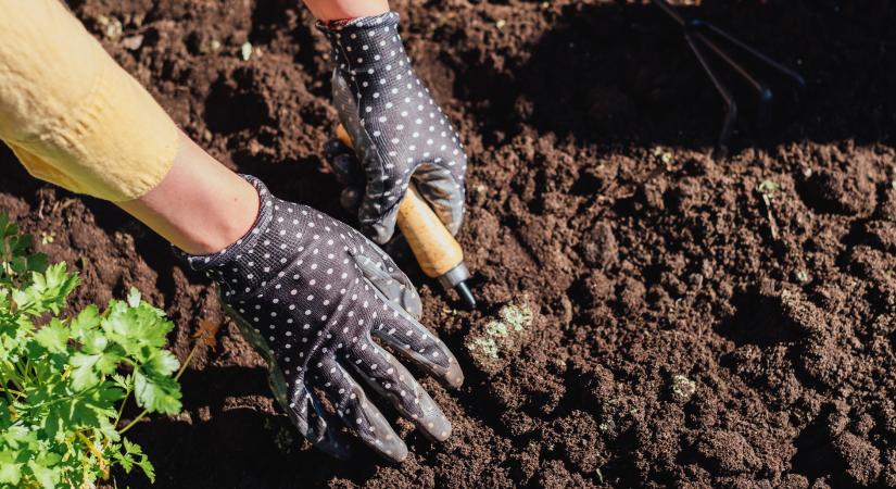 Ezeket a növényeket ültesd a kiskertbe kártevők ellen