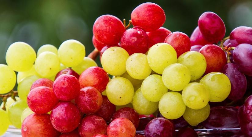 Veszélyben a profit? Kongatják a vészharangot a szőlőimportőrök