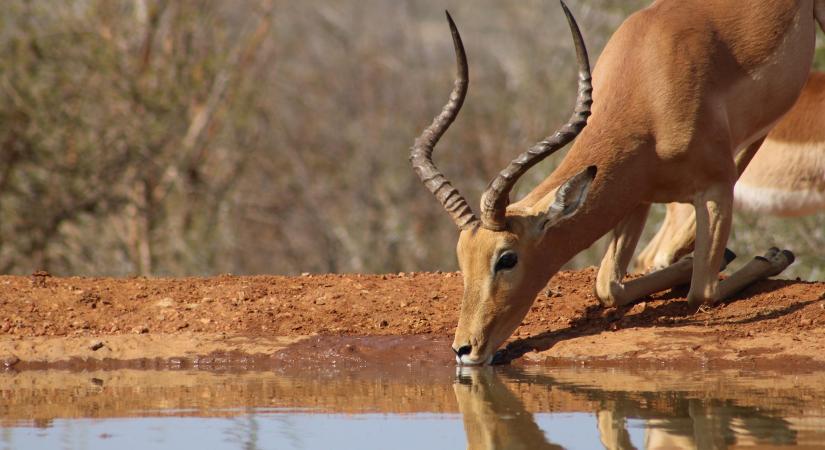 Európa tehetetlen lesz ha összeomlik Afrika élelmezése