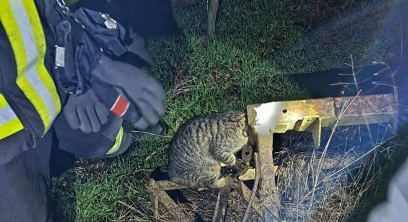 Fotókon a drámai mentés: csőbe szorult cicát mentettek a csengeri tűzoltók