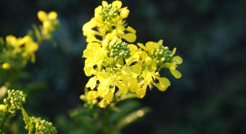 Visszaesett a repcemag ára