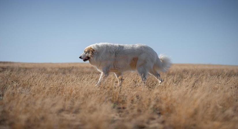 Az állatok epilepsziája: szakértelem és odaadó törődés