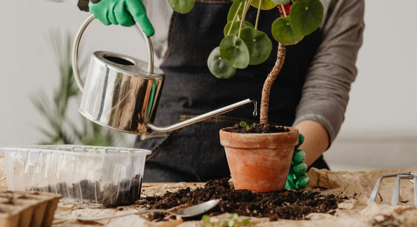 Ez a leggyakoribb hiba, amit tavasszal elkövethetsz a szobanövényekkel