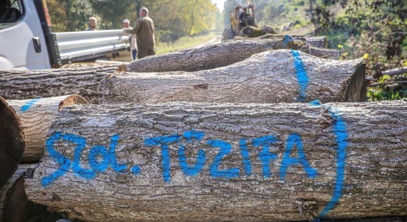 Pofátlanul visszaélnek az állami erdészet nevével, újra támadásba lendültek a tűzifacsalók
