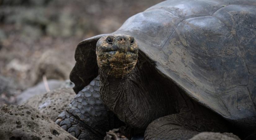 200 éve eltűnt faj tért vissza egy szigetre