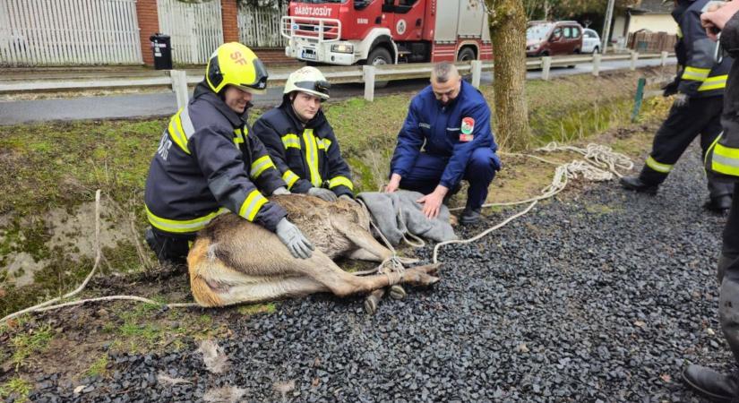 Videó: halálos csapdából mentettek meg egy gímszarvast Zamárdiban