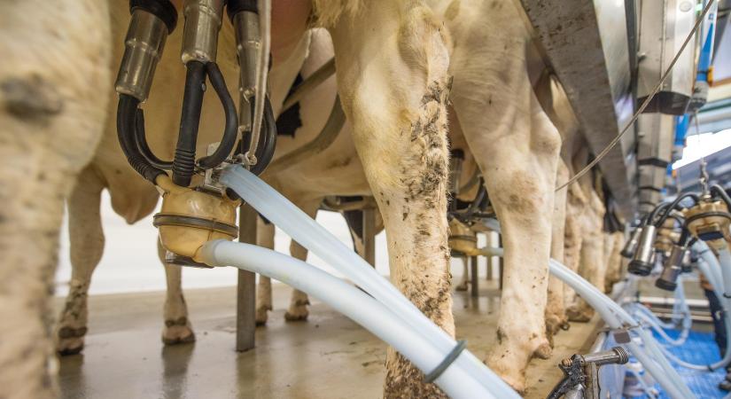 Újabb segítség a tejhasznú tehéntartóknak