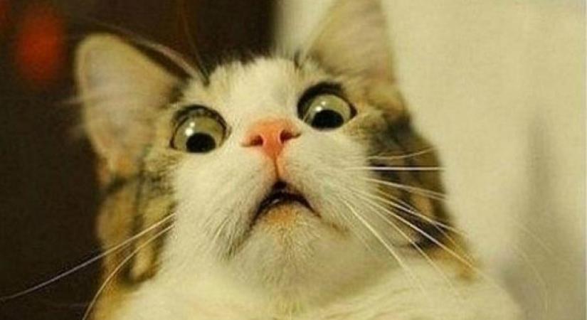 A kutya- és macskaeledelek is tele vannak örök vegyi anyagokkal