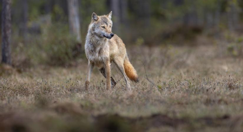 Döbbenet, de legalább 6 farkas élhet a Bükkben: 170 kilométeren át kutatták a nyomaikat