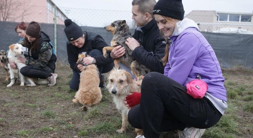Hosszú út a bizalomig, így segítik a szabadegyházáról mentett kutyák rehabilitációját