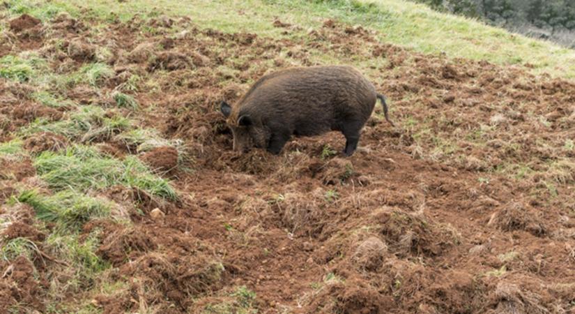 Gödröket ástak a vaddisznók a neves szekszárdi borász ültetvényén