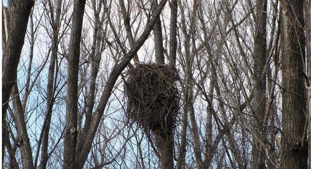 Nyugdíjba vonult Magyarország legidősebb rétisasa