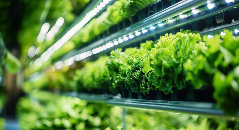 Betonrengetegből veteményes: A klímaváltozás miatt Japánban hatalmas léptékben terjed a beltéri növénytermesztés