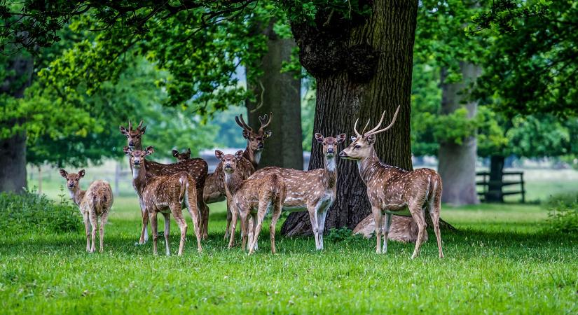 Határokon átívelő vadvédelmi összefogás