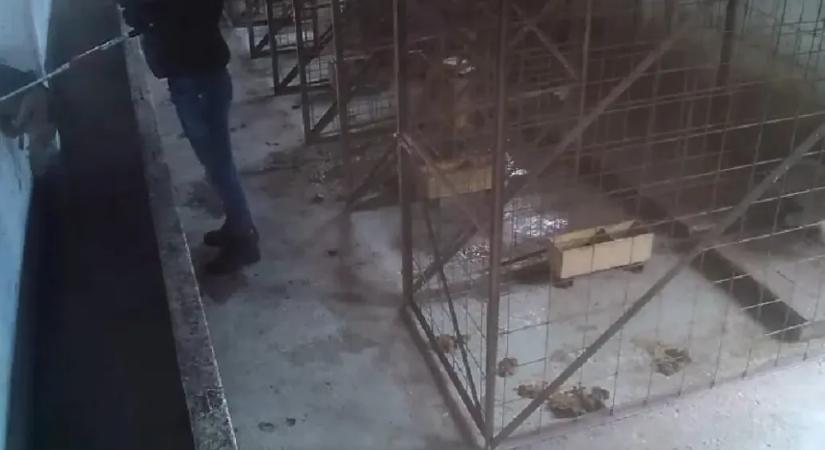 Ezrével altatták el a kutyákat egy horrormenhelyen, ahova Románia 19 megyéjéből szállították az állatokat, országszerte tiltakoznak